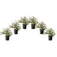 thumbnail image 1 of 1 Gallon Miss Kim Lilac Shrub 6 Pack, 1 of 6