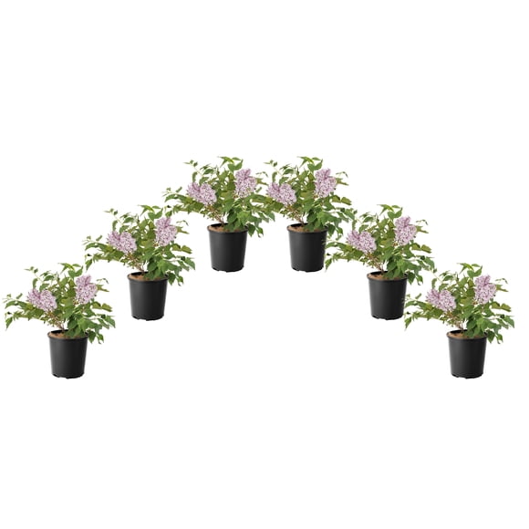 1 Gallon Miss Kim Lilac Shrub 6 Pack
