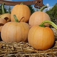 thumbnail image 1 of Winter Luxury Pie Pumpkin Seeds 4 g ~20 Seeds - Heirloom, Open Pollinated, Non-GMO, Farm & Vegetable Gardening Seeds, 1 of 2