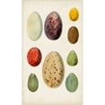 thumbnail image 3 of Unknown 10x14 Black Modern Framed Museum Art Print Titled - Antique Bird Eggs I, 3 of 5