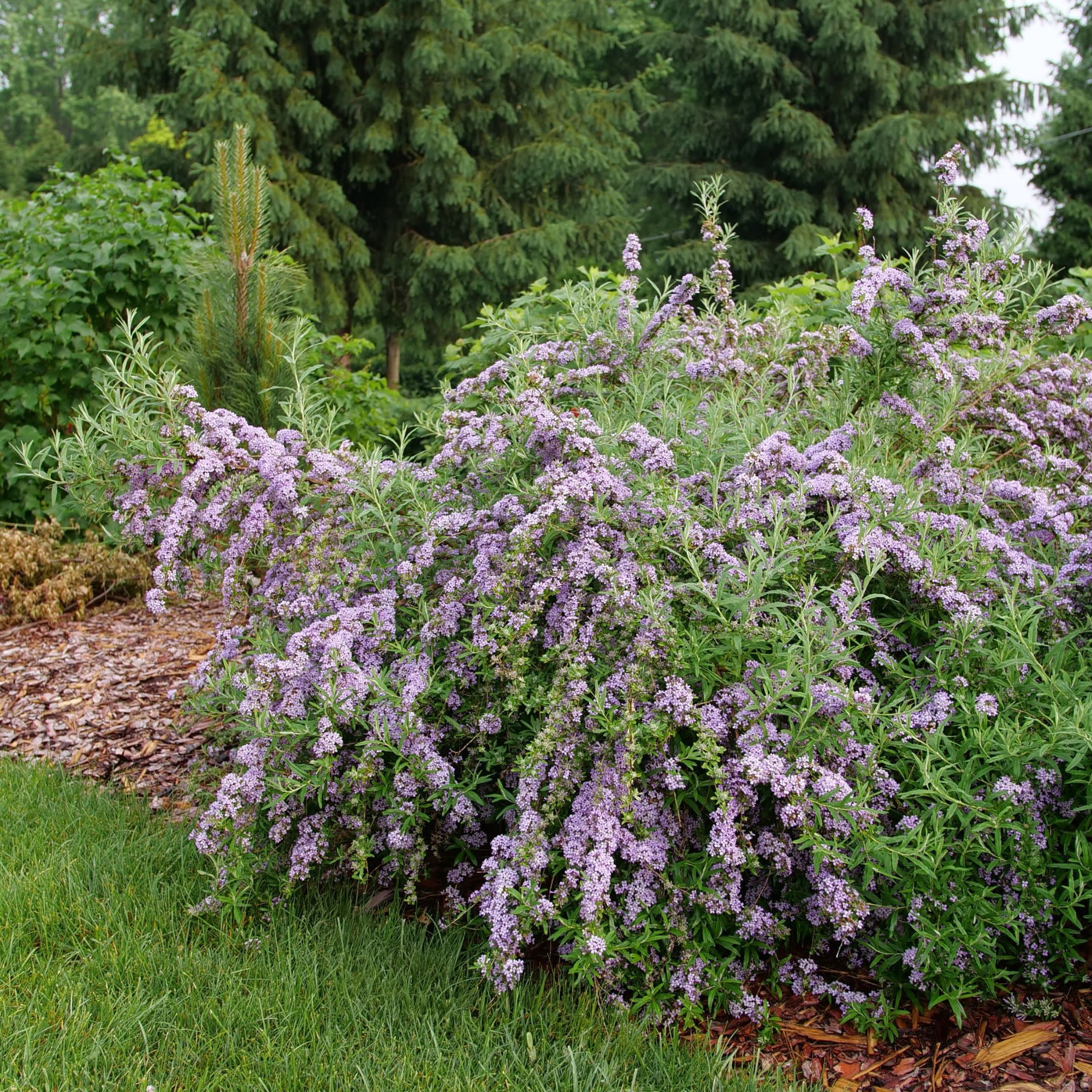 Proven Winners ColorChoice 5" Purple Mop Top Fountain Butterfly Bush Live Plant in 4.5" Pot (4 Count)