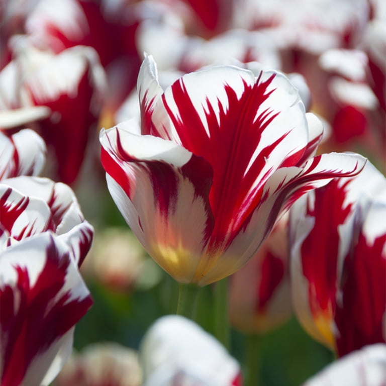 Van Zyverden Tulip Grand Perfection Set of 12 Bulbs Multi-Color