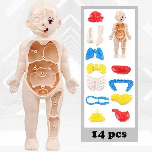 Kid Montessori 3D Puzzle Human Body Anatomy Model Educational Learning Organ Assembled Toy Body Organ Teaching Tool for Children body