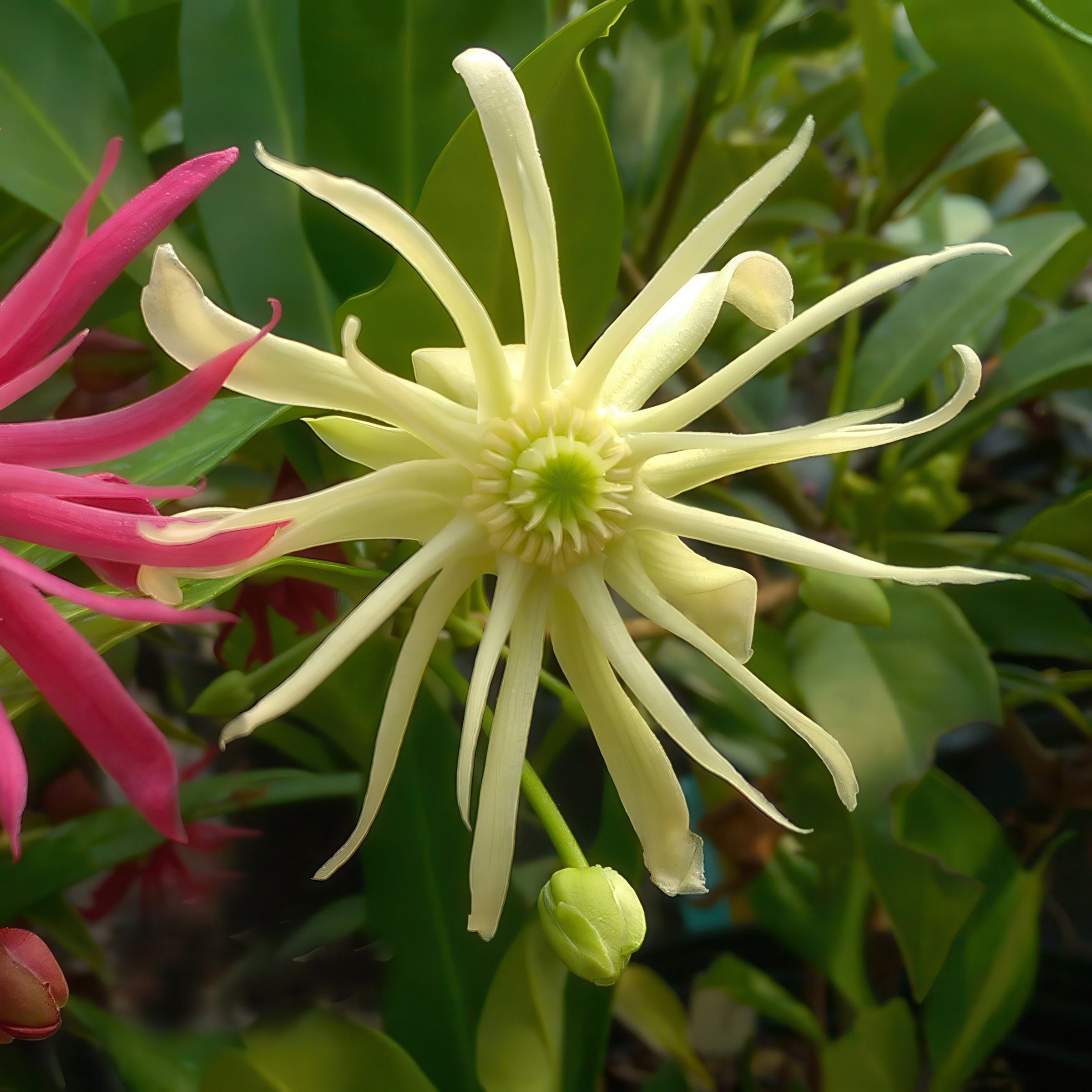National Plant Network 1 gal. Illicium Star Flower Orion