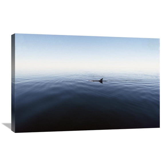 Global Gallery Flip Nicklin,'Bottlenose Dolphin surfacing, Shark Bay, Australia' Stretched Canvas Artwork