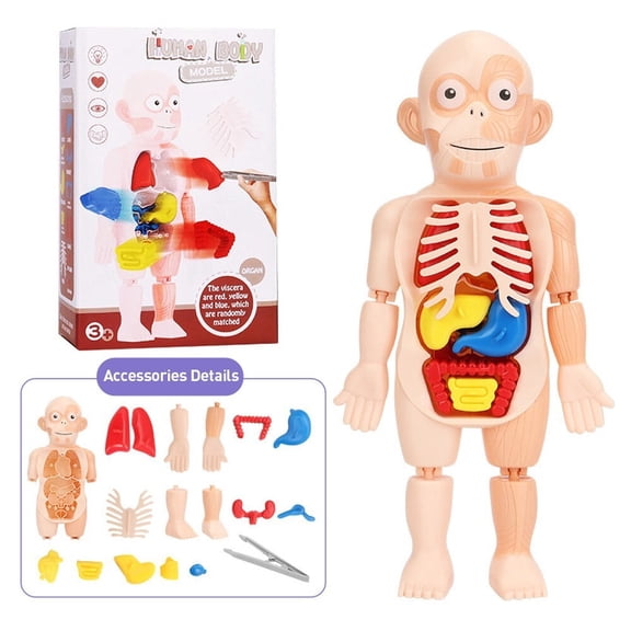 Human Body Anatomy Model for Kids, STEM Educational Toy with Removable Organs