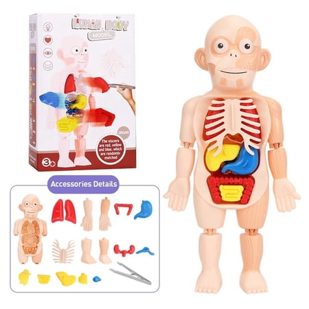 Human Body Anatomy Model for Kids STEM Educational Toy with Removable Organs