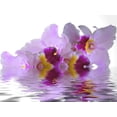thumbnail image 2 of Water and Orchid Wall Mural by Wallmonkeys Peel and Stick Graphic (36 in W x 25 in H) WM263014, 2 of 4