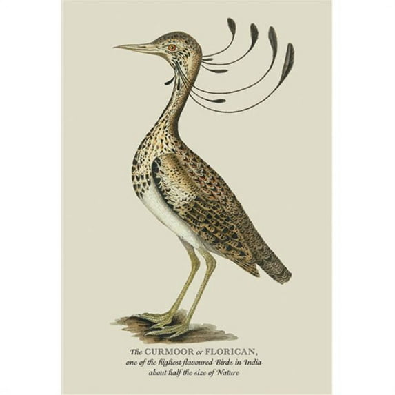 Buy Enlarge 0-587-13540-9P20x30 Curmoor or Florican- Paper Size P20x30