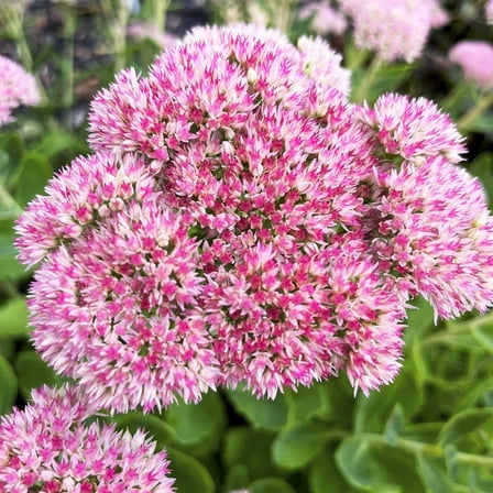 Autumn Joy Pink Flowering Sedum Dormant Bare Root Perennial Starter Plant Root, One Plant per Offer