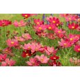 thumbnail image 4 of 50+ Seeds| Rubenza' Cosmos Seeds ~ Authentic Seeds ~ GMO Free ~ Seeds~Flower seeds~ Vegetable seeds~ Asian Garden~ Flowers~ Herbs B5G1, 4 of 5