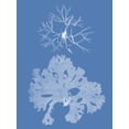 thumbnail image 2 of Vision Studio 25x32 Black Ornate Wood Framed with Double Matting Museum Art Print Titled - Seaweed Cyanotype III, 2 of 4