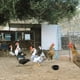 thumbnail image 2 of Juego de cuenco de agua para aves de corral, accesorio para pelea de gallos, taza de agua para pasto, 1 Juego, 2 of 5