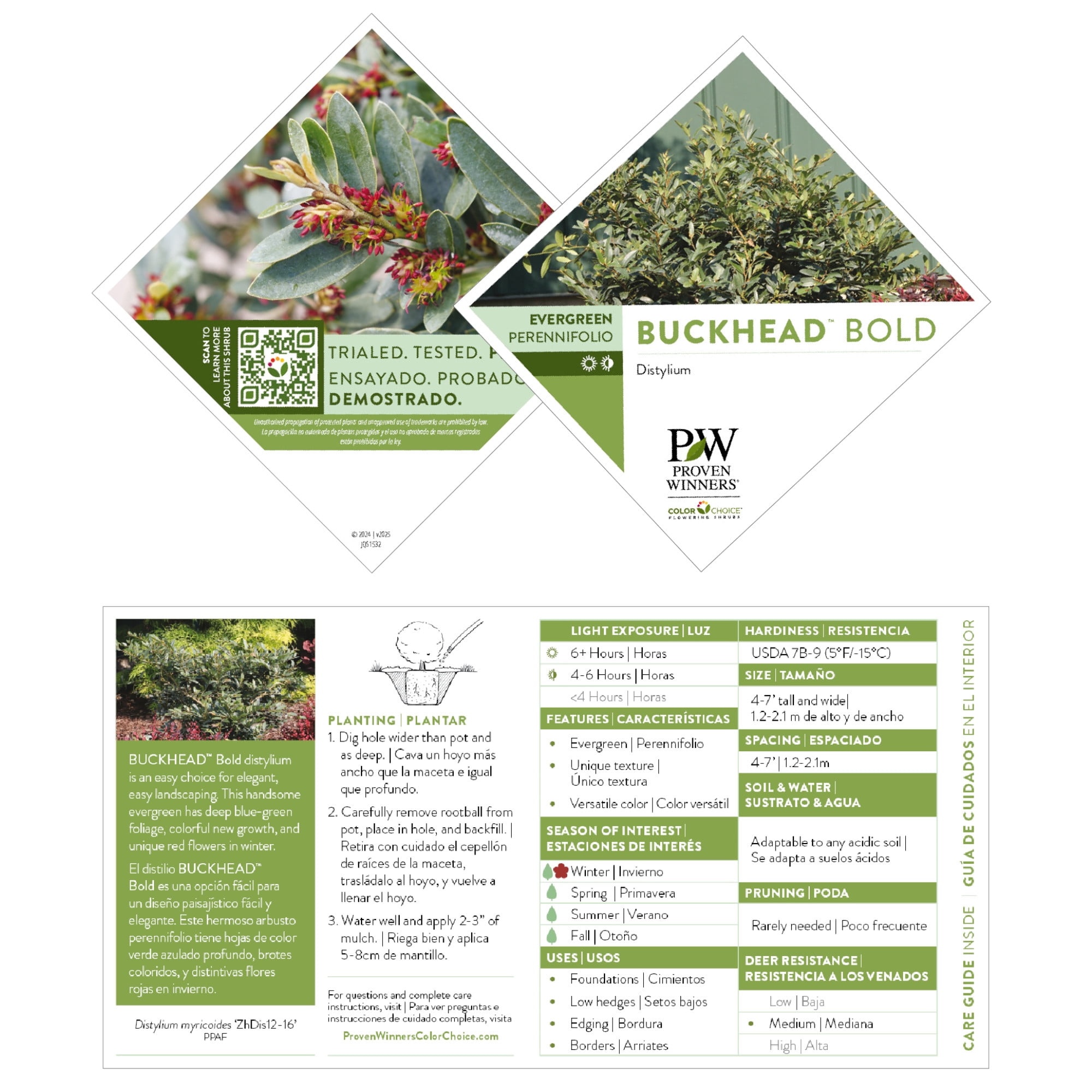 Proven Winners ColorChoice 5" Red Buckhead Bold Winter-hazel Live Plant in 4.5" Pot (4 Count)