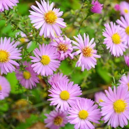 Pink Aster Perennial Live Plant, 4-8 inches, Soft-Pink Aster Perennial Live Plant for Seasonal Garden Color