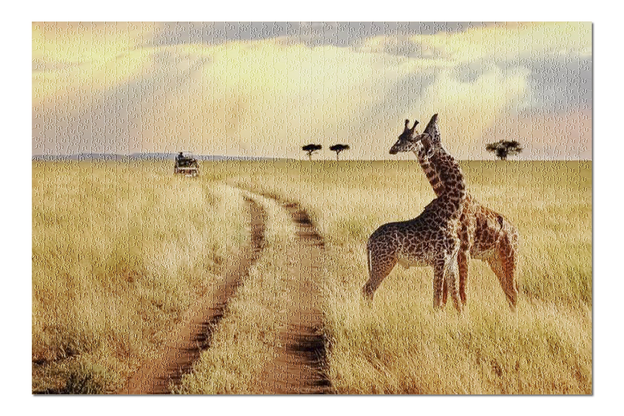 Group of Giraffes in the African Safari of Serengeti National Park on a