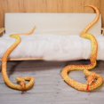 thumbnail image 2 of SANAG 200/300cm Simulation Stuffed Python Children's Toy Plush Animal Snake Toy Home Decoration Gift for Kids and Friends, 2 of 10