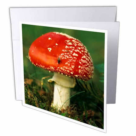 Custom Cards Uk 3dRose UK, Fly Agaric mushroom fungi - EU33 DSL0026 - David Slater, Greeting Cards, 6 x 6 inches, set of 12 ()
