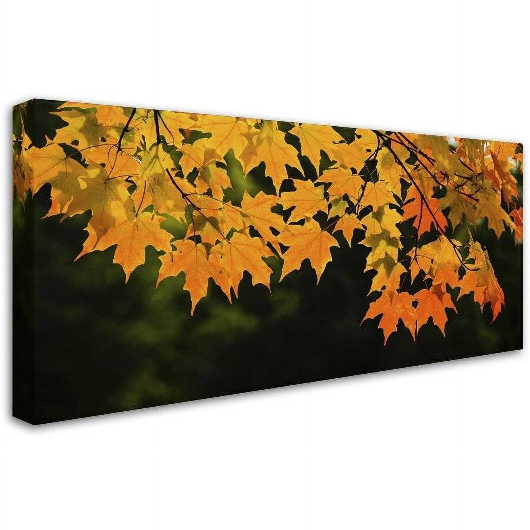 Trademark Fine Art "October Maple" Canvas Art by Kurt Shaffer