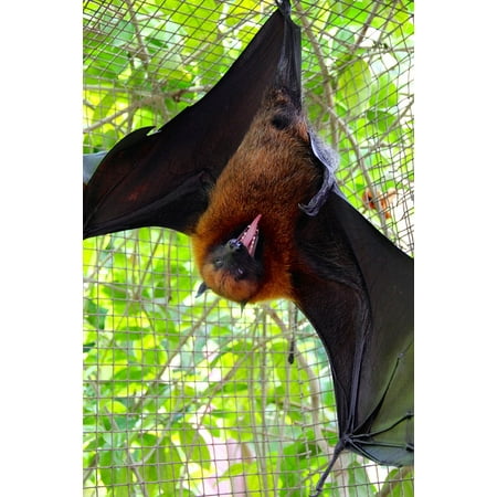 Framed Art For Your Wall Vampire Bats Fly Flying Dog Bat Framed Art For Your Wall Vampire Bats Fly Flying Dog Bat 10x13 Frame