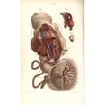 thumbnail image 2 of Circulatory System To The Foetus And Placenta Poster Print By ?? Florilegius Mary Evans, 2 of 2