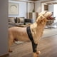 thumbnail image 2 of Salud de las articulaciones de los perros Rodillera para perros Rodillera para perros Rodillera para perros Cuidado de heridas por dislocación de rótula Heridas de rodilla para evitar que se laman, 2 of 5