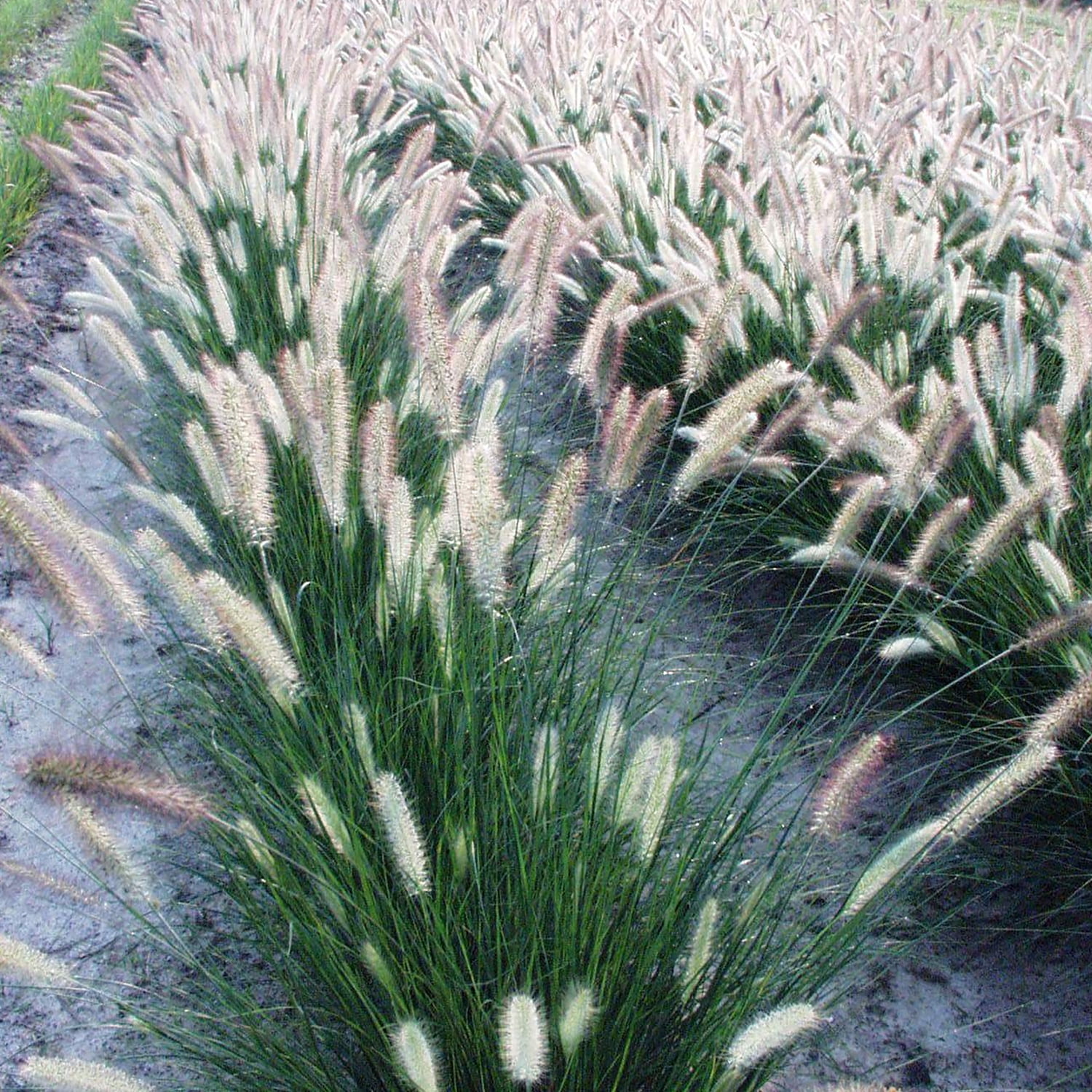 Van Zyverden Ornamental Grass Dwarf Fountain One Potted Plant Yellow Partial Sun Ornamental/Decorative 1 lb