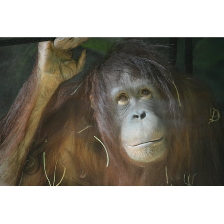 Rainforest Animal Pictures - Laminated Poster Rainforest Orangutang Zoo Monkey Jungle Animal Poster Print 11 x 17