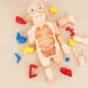 thumbnail image 5 of Modelo realista de torso humano en 3D, juguetes educativos para la escuela, órganos del cuerpo humano. Niños, 5 of 8