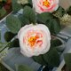 thumbnail image 5 of Guirnalda De Rosas De 2 Uds., 2M, Flores Artificiales, Plantas De Imitación, Enredaderas, Plantas De Simulación, Decoraciones, Hojas, Enredaderas, Decoración Artística Muyoka Hogar, 5 of 7