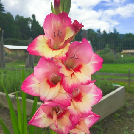 

Gladiolus Bulbs Gladiolus Is Tenacious And Positive Gladiolus Has Continuous Waves Of Color Gladiolus With Attractive Flowers Gladiolus Has A Long Flowering Period And High Ornamental Value