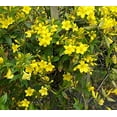 thumbnail image 4 of Yellow Carolina Jasmine Vine - Live Plant - ( 1 QT ) - Evergreen, 4 of 6