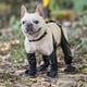 thumbnail image 1 of Zapatos para Perros Protectores de Patas de Perro Impermeables a Prueba de Suciedad con Tirantes Botines de Lluvia para Perros Antideslizantes para Invierno Nieve al Aire Libre,M, 1 of 10