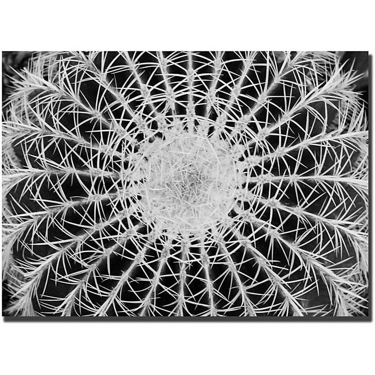 Trademark Art "Barrel Cactus" Canvas Art by Kurt Shaffer