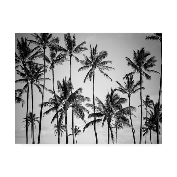 Trademark Fine Art 'Palm Heaven Fabrikken' Canvas Art by Design Fabrikken