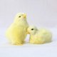 thumbnail image 3 of 1 pieza, nueva simulación, pollito de peluche encantador, juguete de Pascua, muñeco de Animal realista, regalo de cumpleaños y Navidad para niños, cognición de educación temprana TUNC Sencillez, 3 of 5