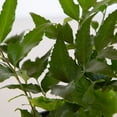 thumbnail image 3 of Expert Gardener Holly Fern (2.5 Quart) Semi-evergreen perennial with glossy green foliage - part sun to shade plant, 3 of 8
