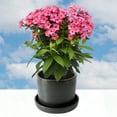 thumbnail image 4 of 3.25 in. Phlox Ka-Pow Coral (3-Pack), 4 of 9