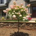 thumbnail image 3 of Brighter Blooms - Vanilla Strawberry Hydrangea Tree, 3-4 ft. - No Shipping to AK, AZ, HI, 3 of 6