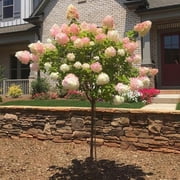 Brighter Blooms - Vanilla Strawberry Hydrangea Tree, 4-5 ft. - No Shipping to AK, AZ, HI