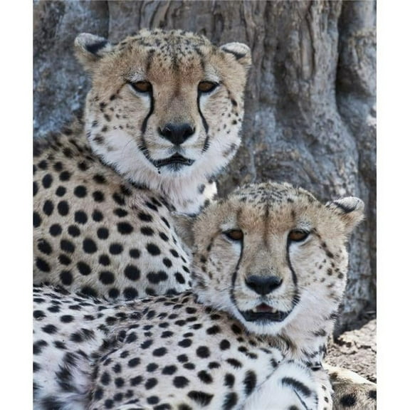 Cheetahs Poster Print