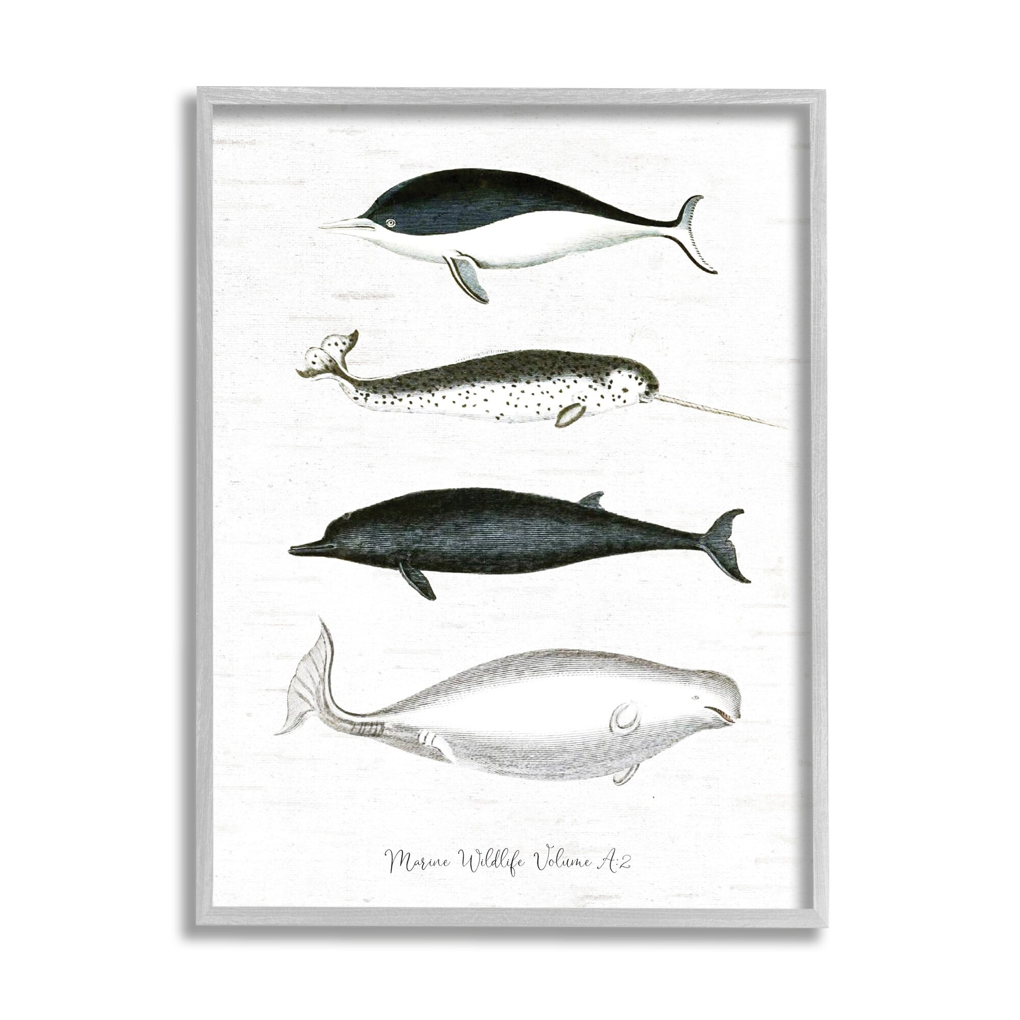 Stupell Industries Nautical Sea Life Whales Narwhal Marine Drawings Graphic Art Gray Framed Art Print Wall Art, Design by Lettered and Lined