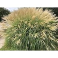 thumbnail image 4 of Miscanthus Adagio Grass  2 Extra Large 3 Gallon Plants  Miscanthus sinensis 'Adagio'  Elegant Ornamental  Garden Accent, 4 of 7