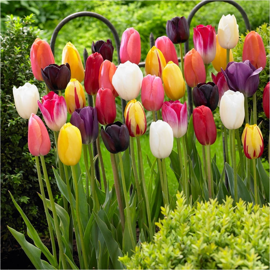 Bloomsz Single Late Tulip Mix Flower Bulb, 10Pack