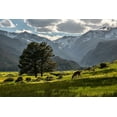 thumbnail image 2 of SMO 24x17 Black Ornate Wood Framed with Double Matting Museum Art Print Titled - A lone deer grazes in the security of Rocky Mountain National Park in the Colorado Rocky Mountains, 2 of 4