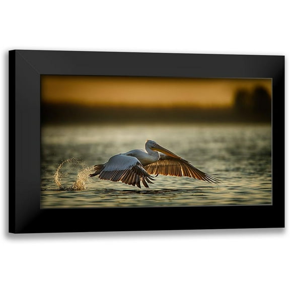 Akpinar, Baris 14x10 Black Modern Framed Museum Art Print Titled - Pelican Take Off...2