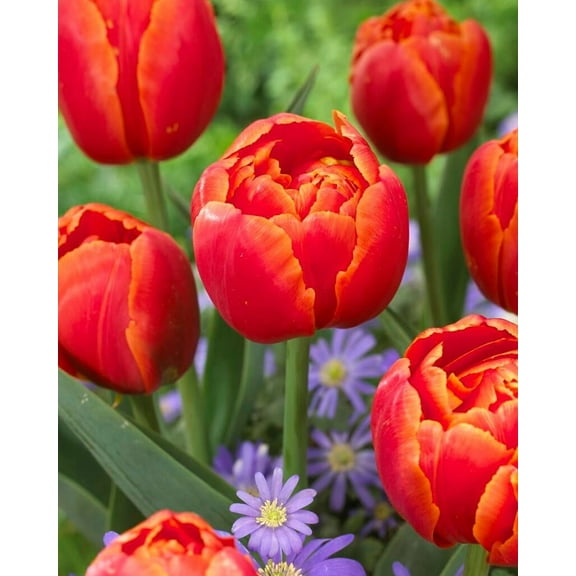 Icoon Double Late Tulip Bulbs for Planting - Easy to Grow Perennial Tulips (10 Bulbs)