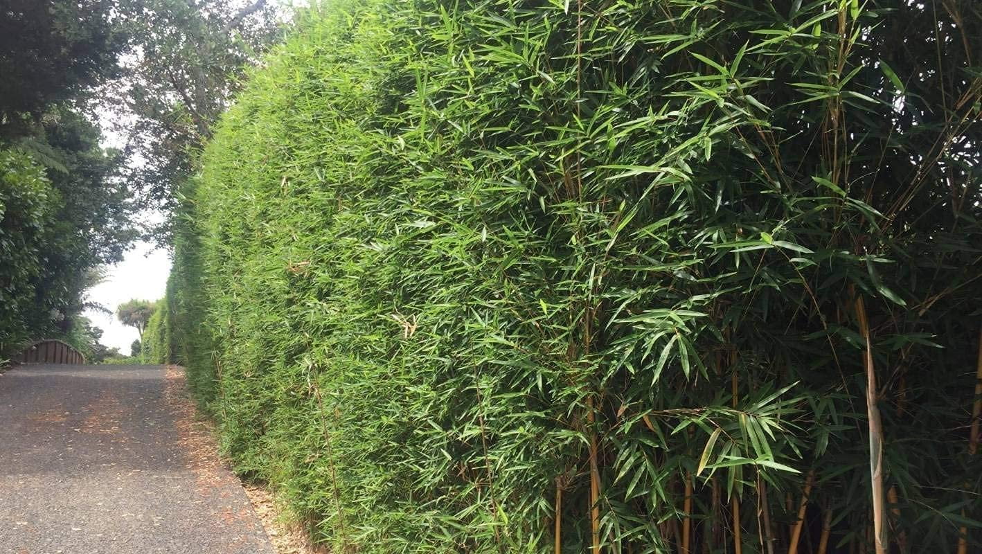 Golden Hedge Bamboo  3 Extra Large 3 Gallon Plants  Bambusa Multiplex  Clumping Non-Invasive Screening Live Bamboo