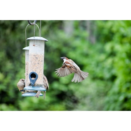 Peel N Stick Poster Of Bird Feeder Sparrow Nature Bird