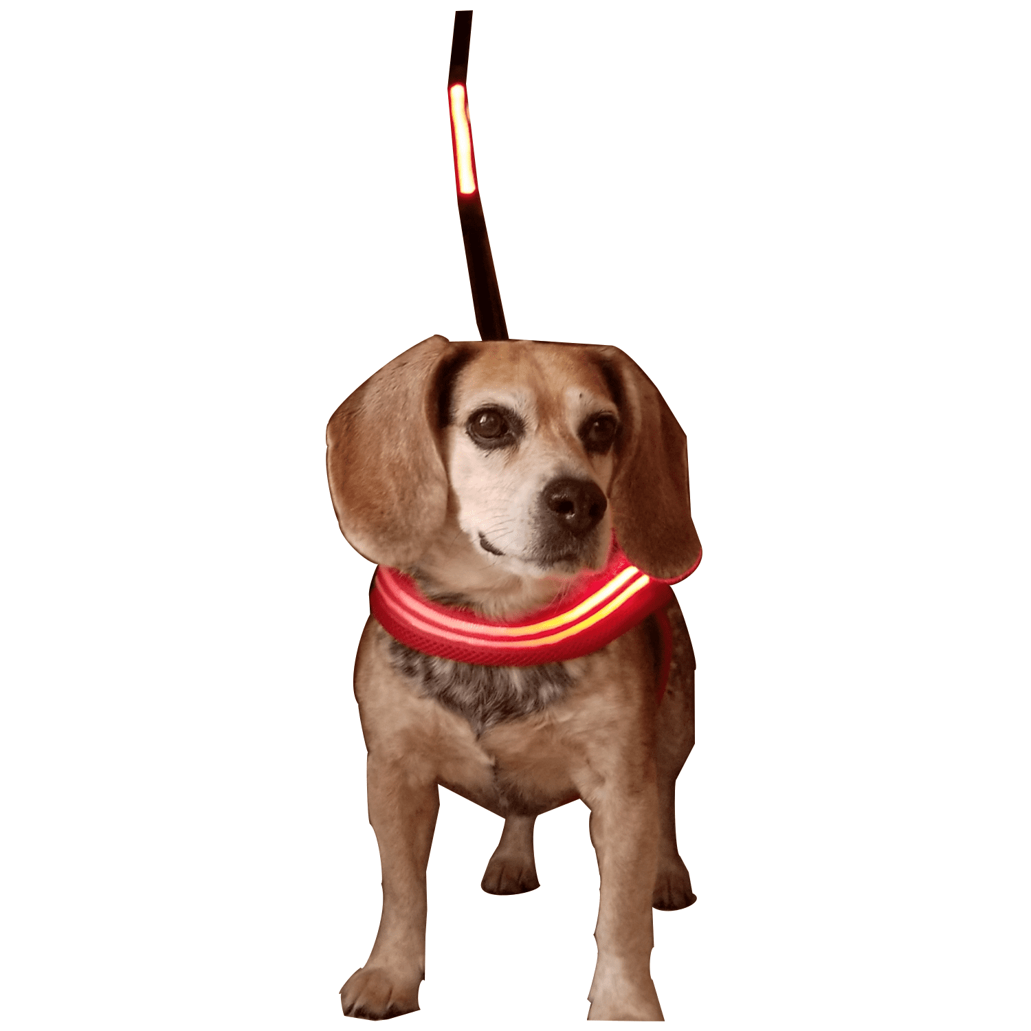 chest led dog harness